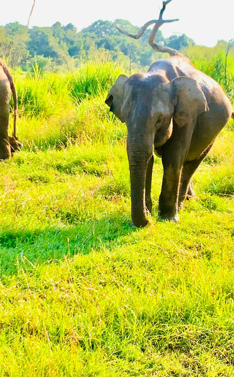 Safari Gallery